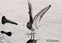 Charadrius vociferus